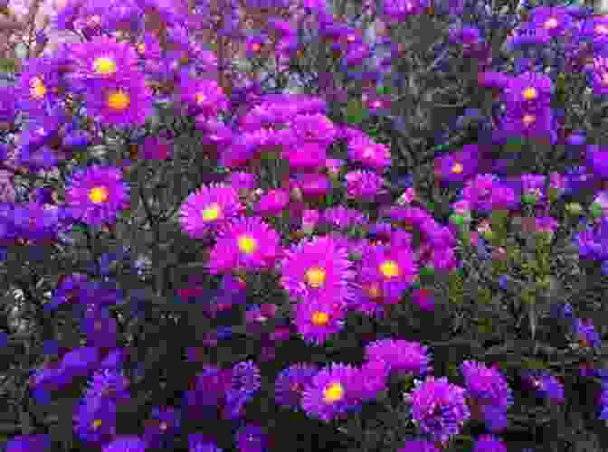 A Bed Of Purple Asters In Bloom Annuals Perennials And Bulbs: 377 Flower Varieties For A Vibrant Garden