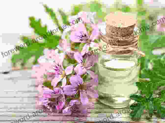 A Bottle Of Geranium Essential Oil Surrounded By Geranium Flowers Geranium Essential Oil: Benefits Properties Applications Studies Recipes