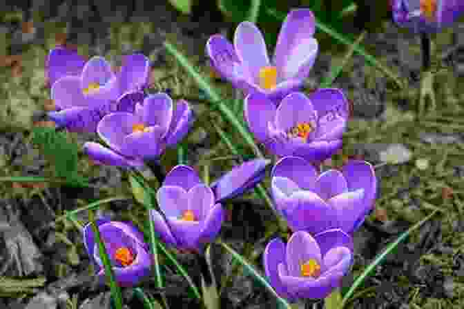 A Carpet Of Crocuses Blooming In A Variety Of Colors Annuals Perennials And Bulbs: 377 Flower Varieties For A Vibrant Garden