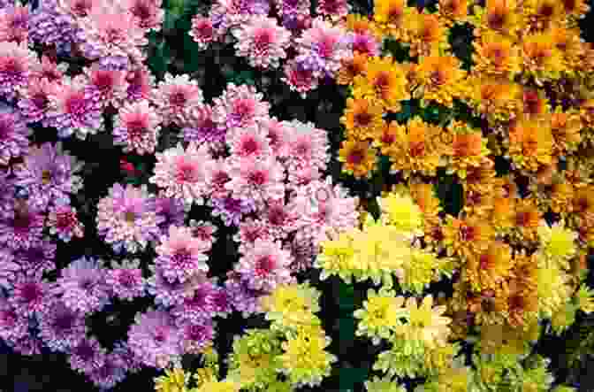 A Collection Of Colorful Chrysanthemums Annuals Perennials And Bulbs: 377 Flower Varieties For A Vibrant Garden