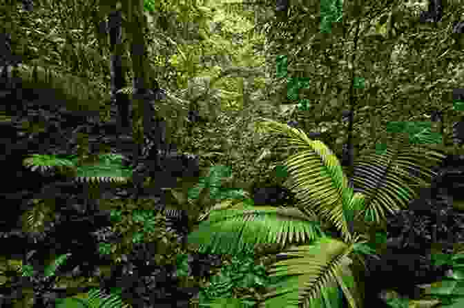 A Dense Rainforest Canopy, With Lush Green Vegetation And Vibrant Undergrowth. An Eye For The Tropics: Tourism Photography And Framing The Caribbean Picturesque (Objects/Histories)