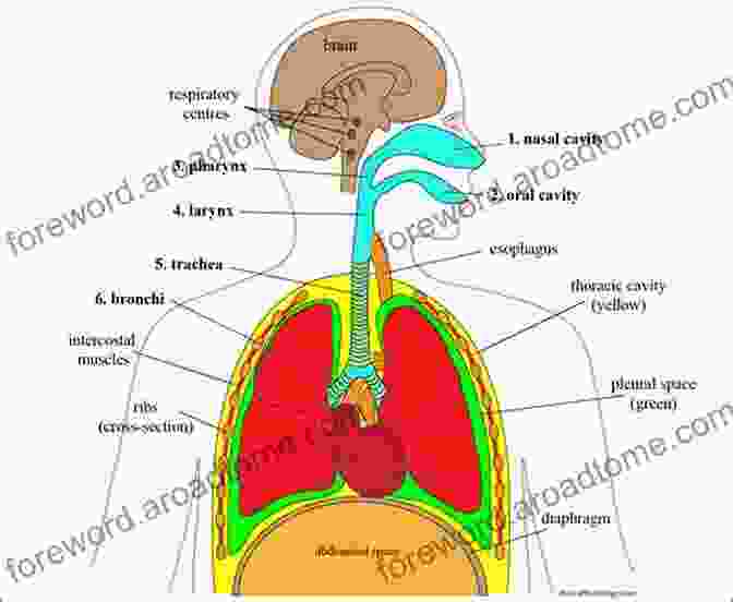 A Diagram Of The Respiratory System Air: The Breath Of Life (DK Healthcare)