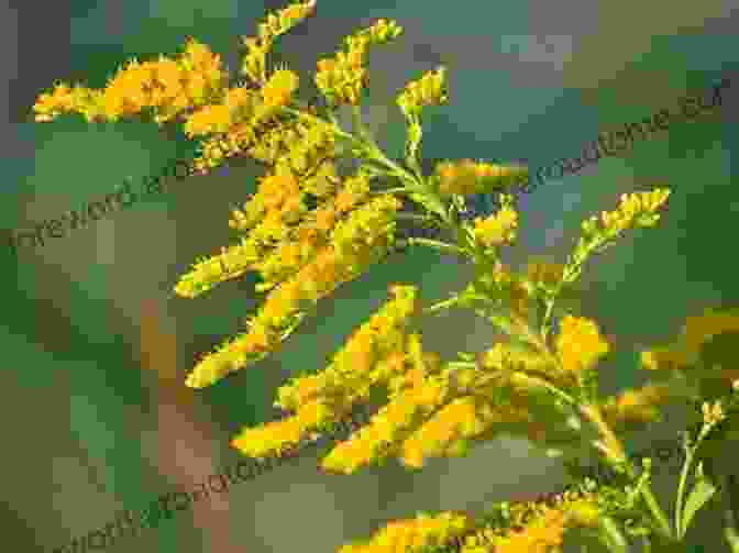 A Field Of Goldenrods Blooming In The Fall Annuals Perennials And Bulbs: 377 Flower Varieties For A Vibrant Garden