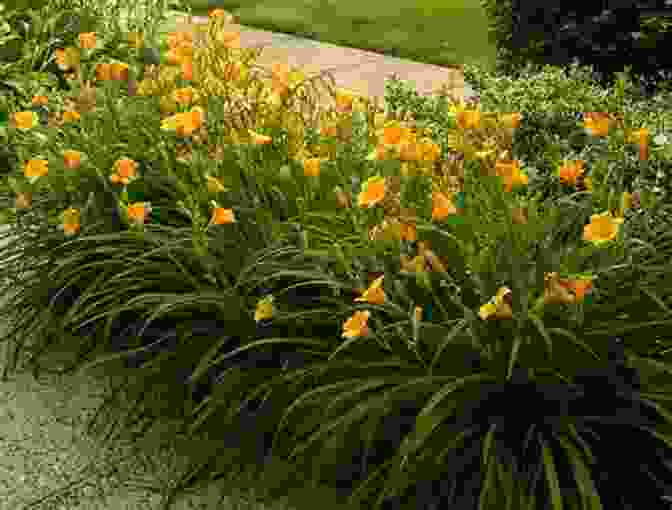 A Field Of Vibrant Daylilies In Bloom Annuals Perennials And Bulbs: 377 Flower Varieties For A Vibrant Garden