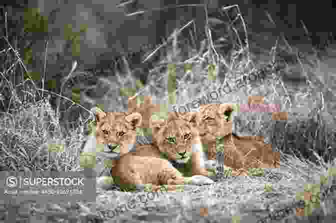 A Group Of Young Lion Cubs Huddle Together, Their Playful Interactions Showcasing The Importance Of Social Bonding In Animal Development. Encyclopedia Of Young Animals Edward Hendrie