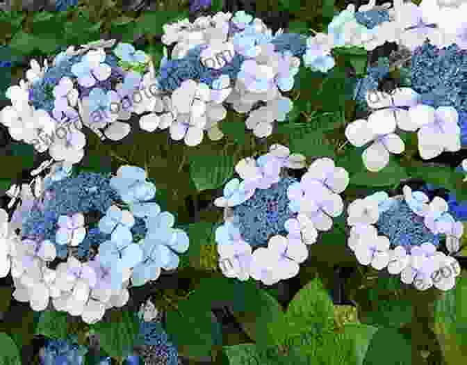 A Large Bush Of Hydrangeas In Full Bloom Annuals Perennials And Bulbs: 377 Flower Varieties For A Vibrant Garden