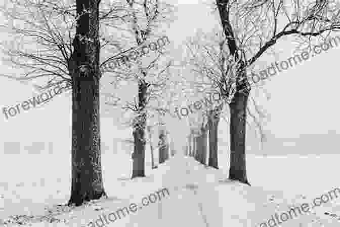 A Snow Covered Forest Path Surrounded By Tall, Bare Trees The Pagan Mysteries Of Halloween: Celebrating The Dark Half Of The Year