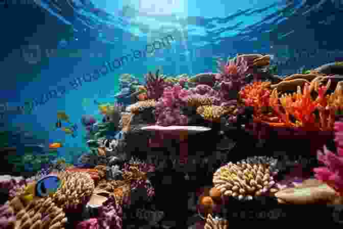 A Vibrant Coral Reef Teeming With Marine Life Maps Of The World S Oceans: An Illustrated Children S Atlas To The Seas And All The Creatures And Plants That Live There