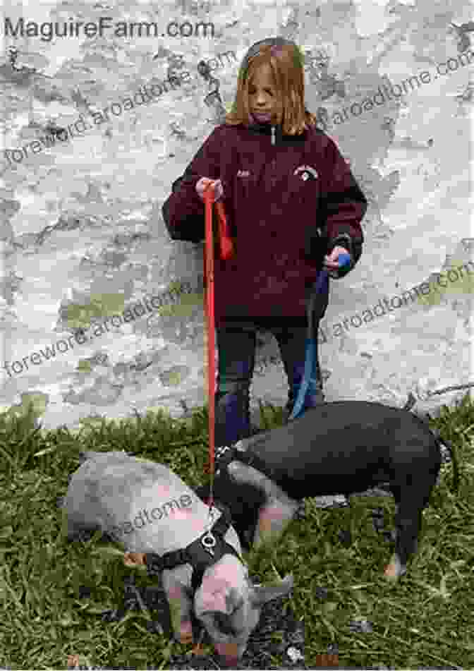 A Young Woman Stands In A Field, Holding A Pig By A Leash. The Final Days Of EMI: Selling The Pig