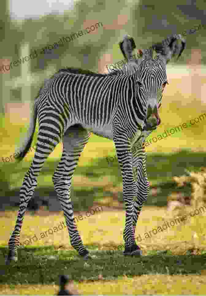 A Young Zebra Foal Stands Alongside Its Mother, Showcasing The Distinctive Stripes That Will Adorn Its Coat As It Matures. Encyclopedia Of Young Animals Edward Hendrie