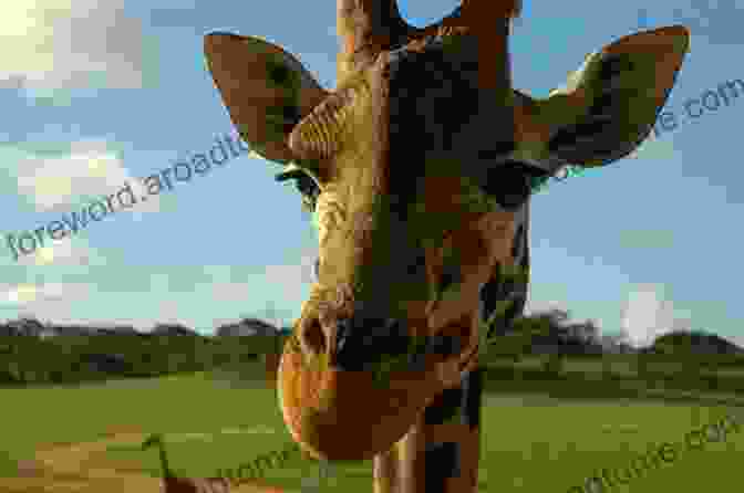 Aj Reaching Up To Touch A Gentle Giraffe AJ Goes To The Zoo