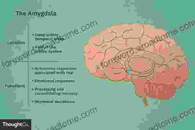 Amygdala And Emotion The Physiology Of Emotion Dr Richard M Fleming