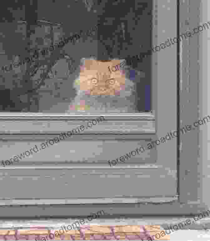 An Abandoned Cat Stares Longingly Out Of A Window, Waiting For A Forever Home. The Animal Rescue Agency #2: Case File: Pangolin Pop Star