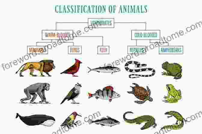 An Illustrated Guide To Birds, Fish, Mammals, Reptiles And Amphibians The Illinois Wildlife Encyclopedia: An Illustrated Guide To Birds Fish Mammals Reptiles And Amphibians