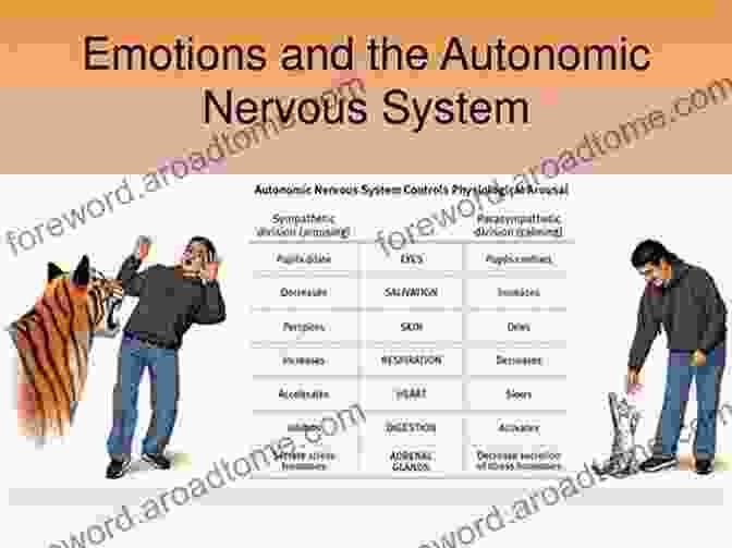 Autonomic Nervous System And Emotion The Physiology Of Emotion Dr Richard M Fleming