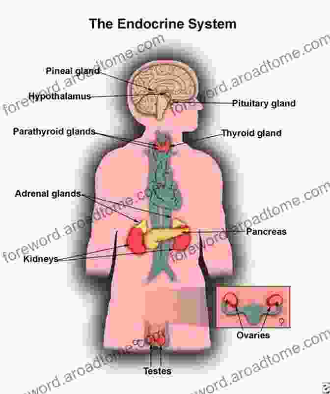 Book Cover: Adrenal Glands, Thyroid Gland, And Pituitary Gland Essential Endocrine Revision For Medical Students Residents And Other Healthcare Professionals: Volume I: Adrenal Glands Thyroid Gland And Pituitary Gland Hypothalamus (Elite Medical Revision)