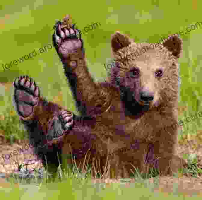 Brown Bear Listening Intently With Its Paw To Its Ear Brown Bear: My First Of Alliterations