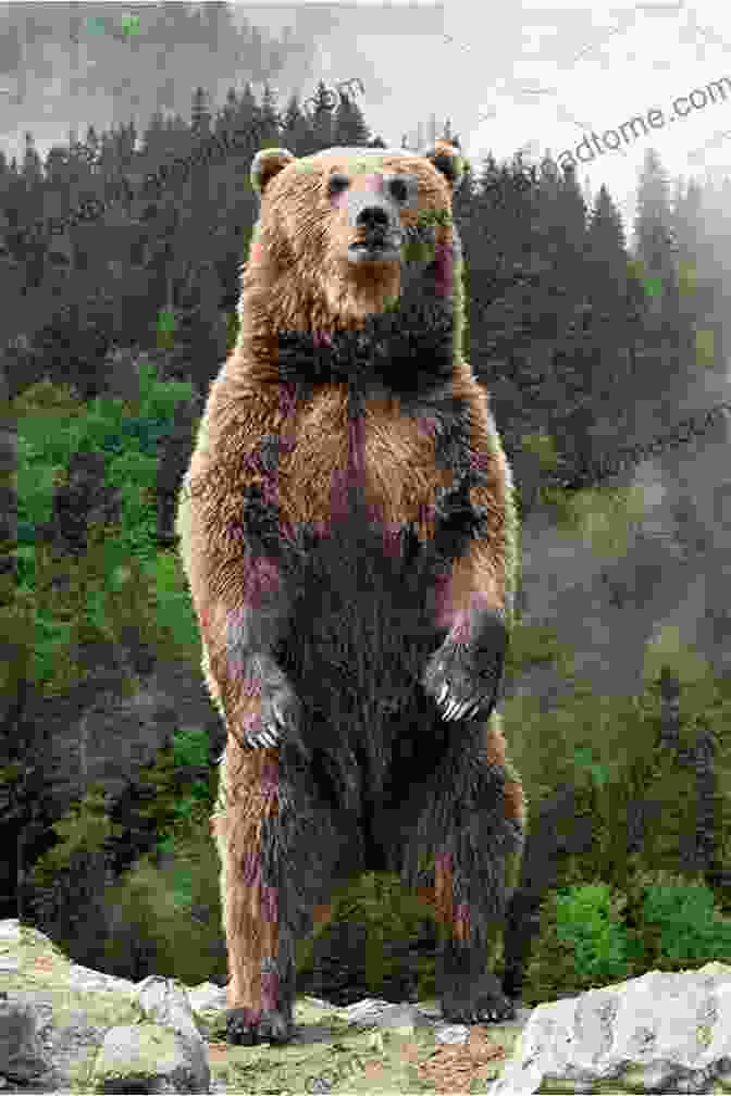 Brown Bear Standing Amidst A Vibrant Rainbow Of Colors Brown Bear: My First Of Alliterations