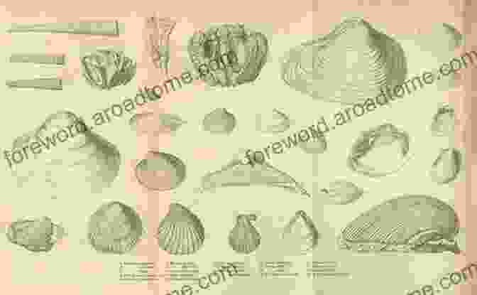 Charles Darwin Exploring The Geology Of The Earth Darwin S First Theory: Exploring Darwin S Quest For A Theory Of Earth