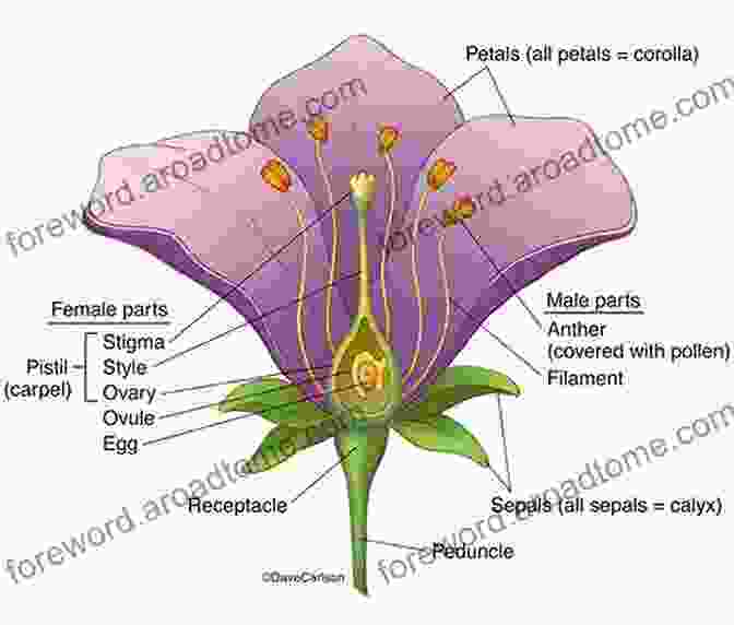 Detailed Diagram Illustrating The Anatomy Of A Flower, Including Its Petals, Sepals, Stamens, Pistil, And Other Components. Exploring Flowers (First Step Nonfiction Let S Look At Plants)