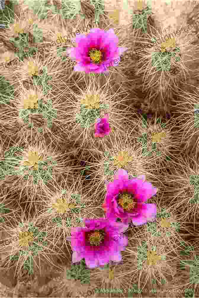 Echinocereus Duke Benadom Cactus With Vibrant Pink Flowers Echinocereus Duke Benadom