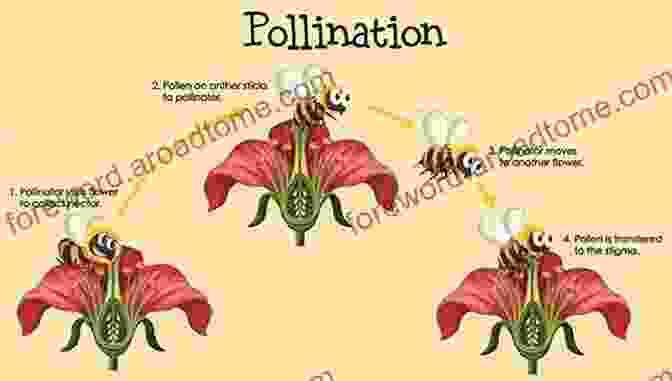 Image Depicting The Process Of Pollination, Showcasing The Interaction Between Flowers, Insects, And Other Pollinators. Exploring Flowers (First Step Nonfiction Let S Look At Plants)