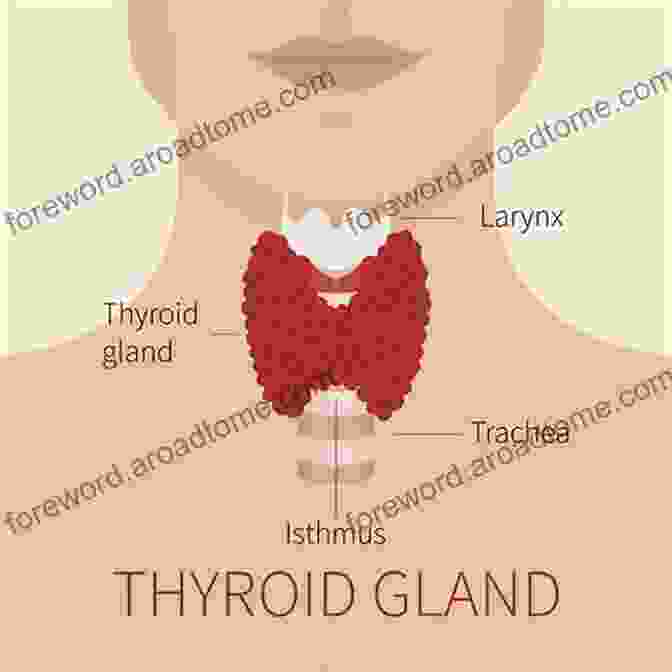 Image Of A Person Holding Their Thyroid Gland Area Heal Your Whole Body Naturally: A Self Help Guide To Healing Through Bio Identical Hormones Thyroid Adrenal Care Adding Missing Supplements And Looking Simple Steps To Better Health 6)