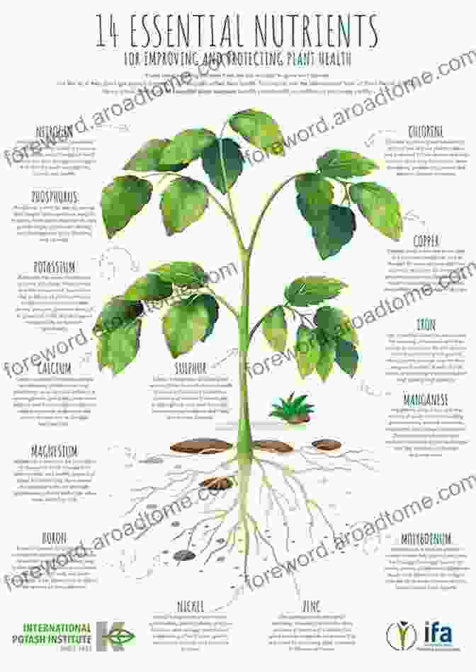 Nutrient Complete Fertilizer Granules Providing A Range Of Essential Elements For Optimal Plant Growth FORMULA SECRETS DECODED * DO IT YOURSELF HYDROPONIC NUTRIENT SOLUTIONS * Grow Soilless Exotic Vegetables : Economically Cost Effective Nutrients Complete Over Compositions Higher Yields (Part 1/4)