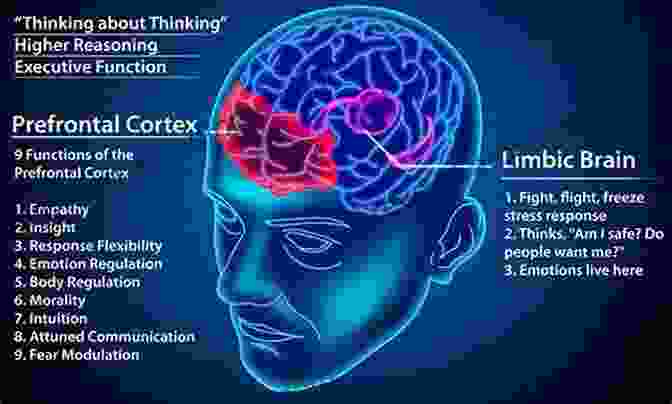 Prefrontal Cortex And Emotion The Physiology Of Emotion Dr Richard M Fleming