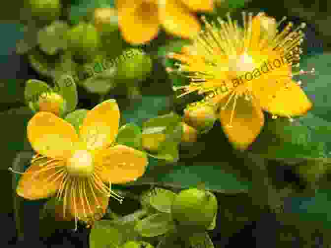 St. John's Wort Herb Stress: Overcome Depression Anxiety And Stress With Herbal Remedies