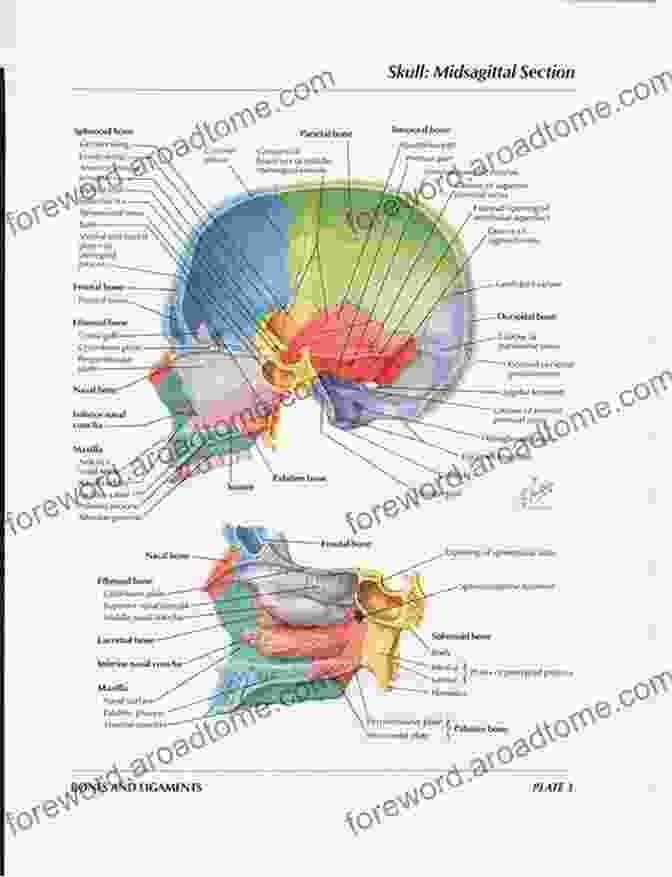 Stunning Netter Illustrations Illuminate Complex Anatomical Structures Netter S Surgical Anatomy Review P R N (Netter Clinical Science)