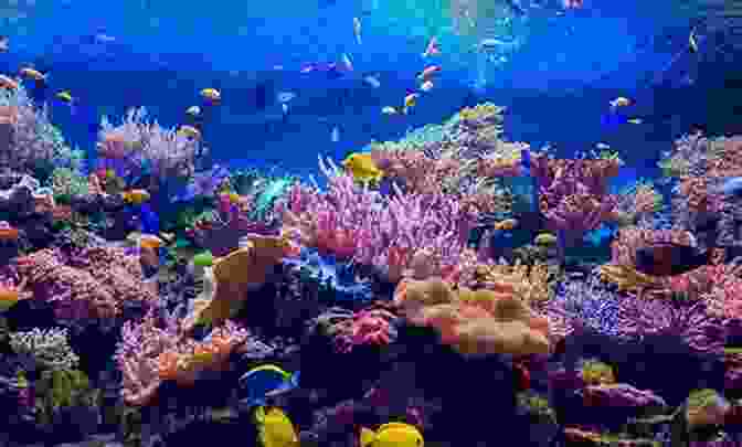 Stunning Underwater Photograph Of A Coral Reef, Showcasing Vibrant Corals And A Sea Turtle. The World Of Coral Reefs: Explore And Protect The Natural Wonders Of The Sea